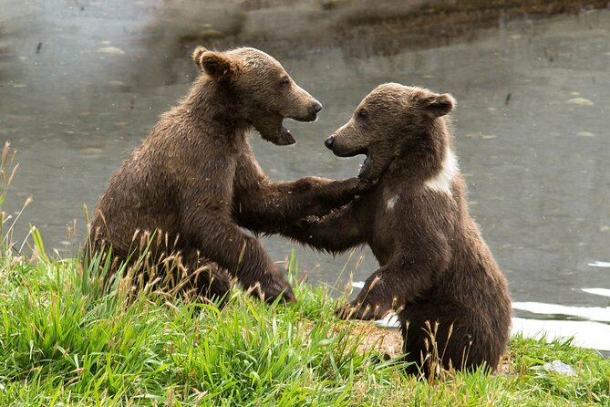 Libearty Bear Sanctuary and Dracula's Castle - Day Tour from Bucharest - Libearty Bear Sanctuary in Zarnesti: your best window for bear time