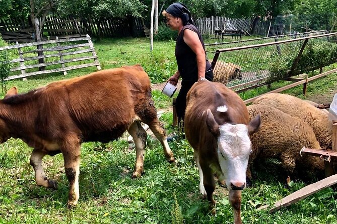 Original Carpathian Village Experience and Sinaia in one day tour - Price and What You Really Pay For