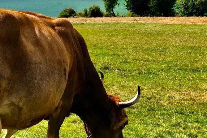Original Carpathian Village Experience and Sinaia in one day tour - Paltinu Lake and Dam Stop: A Short Break With Wild Scenery