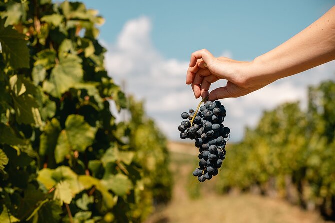 Private Tasting Expedition Along Romania’s Most Famous Wine Route - Timing and pacing: how to plan your palate for the full day
