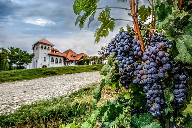 Private Wine Tasting in Cellar and the Winemaking process - Timing, Comfort, and What the 9 Hours Feels Like