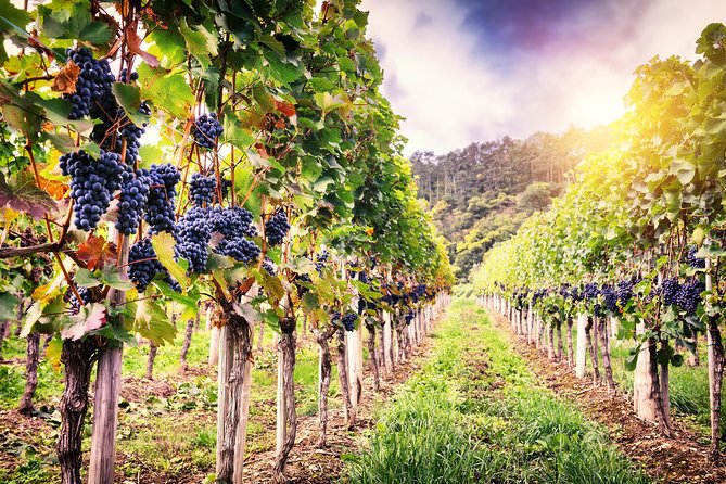 Romanian Wine Tasting - Why This Bucharest Wine Day Feels Like a Real Romanian Outing