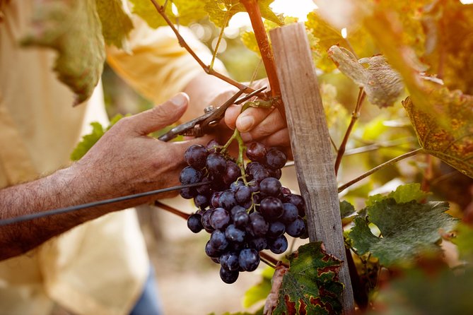 Romanian Wine Tasting - Price and Value Check: About $107 for a Guided Wine Day
