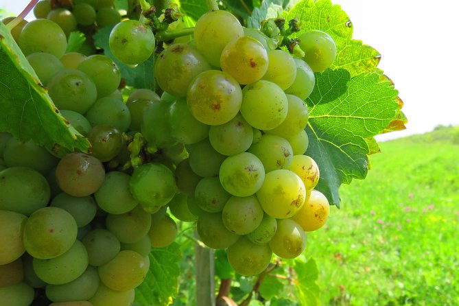 The wine route by bike - Price and Value: What $114.39 Buys You in Real Terms