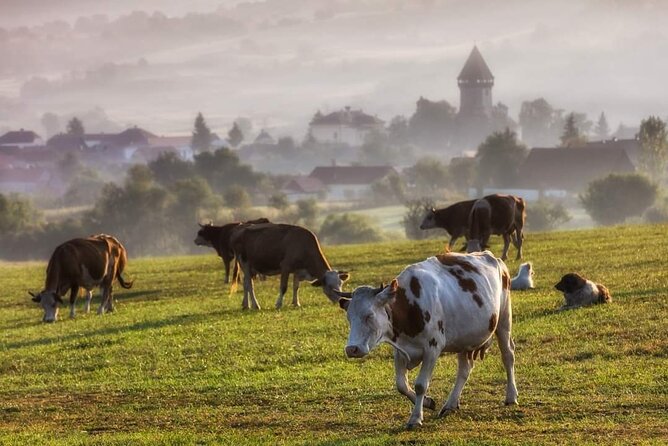Transfer Bucharest -Brasov with Targoviste and Bran Castle visits - Bran Castle: Dracula’s Name, a Real Medieval Fortress, and Big Views