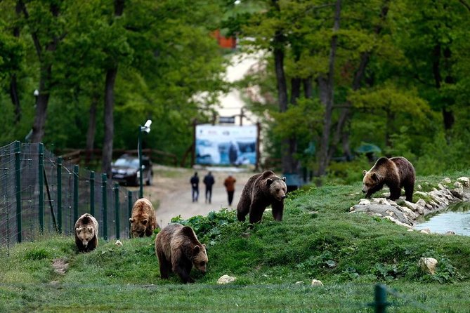 Transylvania with Dracula Castle, Bear Sanctuary and Brasov - Liberty Bear Sanctuary in Zărnești, plus Teddy Bear Museum magic